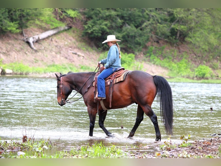 American Quarter Horse Castrone 11 Anni 152 cm Baio ciliegia in Clarion, PA