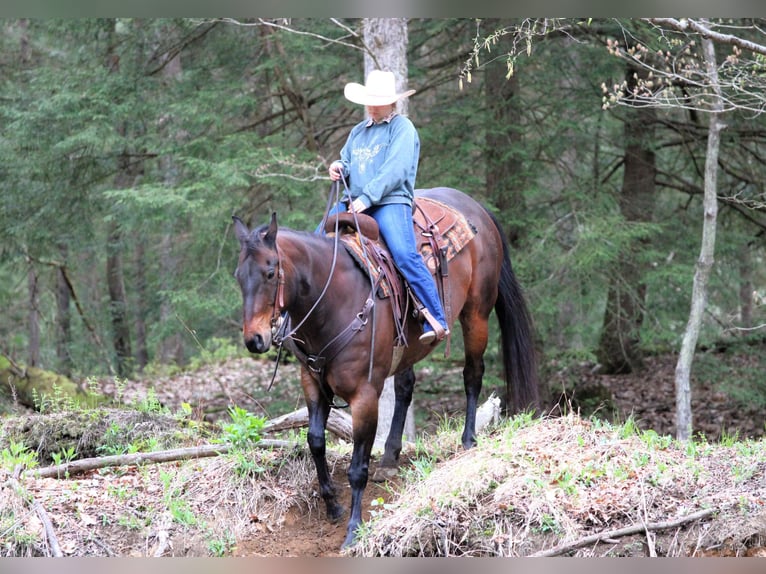 American Quarter Horse Castrone 11 Anni 152 cm Baio ciliegia in Clarion, PA