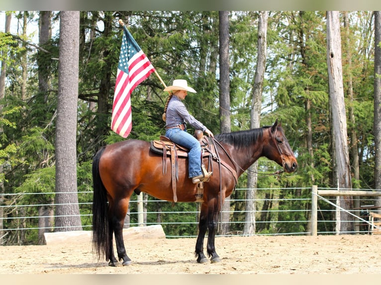 American Quarter Horse Castrone 11 Anni 152 cm Baio ciliegia in Clarion, PA