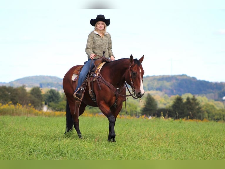 American Quarter Horse Mix Castrone 11 Anni 152 cm Baio ciliegia in Clarion, PA