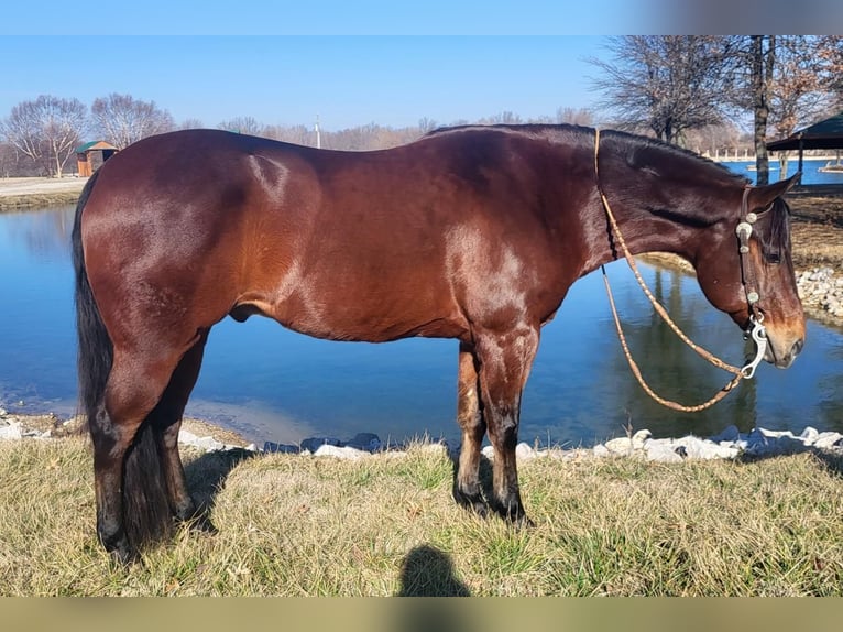 American Quarter Horse Castrone 11 Anni 152 cm Baio ciliegia in Robards, KY