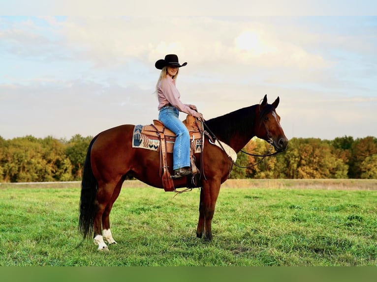 American Quarter Horse Mix Castrone 11 Anni 152 cm Baio ciliegia in Valley Springs, SD
