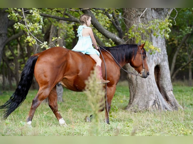 American Quarter Horse Mix Castrone 11 Anni 152 cm Baio ciliegia in Valley Springs, SD