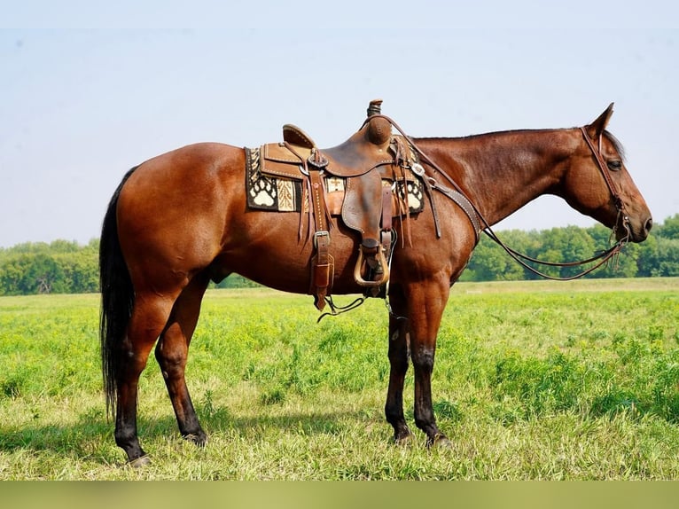 American Quarter Horse Castrone 11 Anni 152 cm Baio ciliegia in Valley Springs, SD