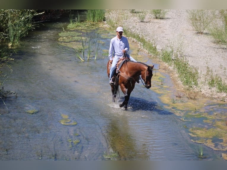 American Quarter Horse Castrone 11 Anni 152 cm Baio roano in Paicines CA