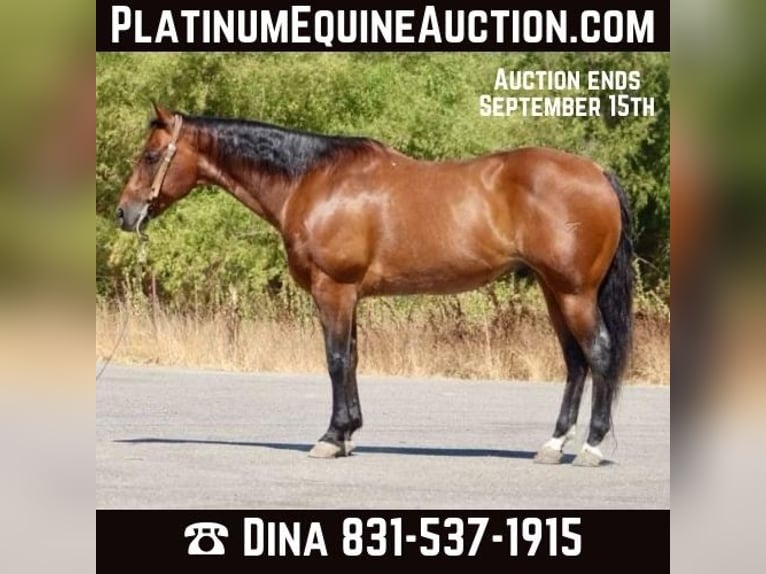 American Quarter Horse Castrone 11 Anni 152 cm Baio roano in Paicines CA