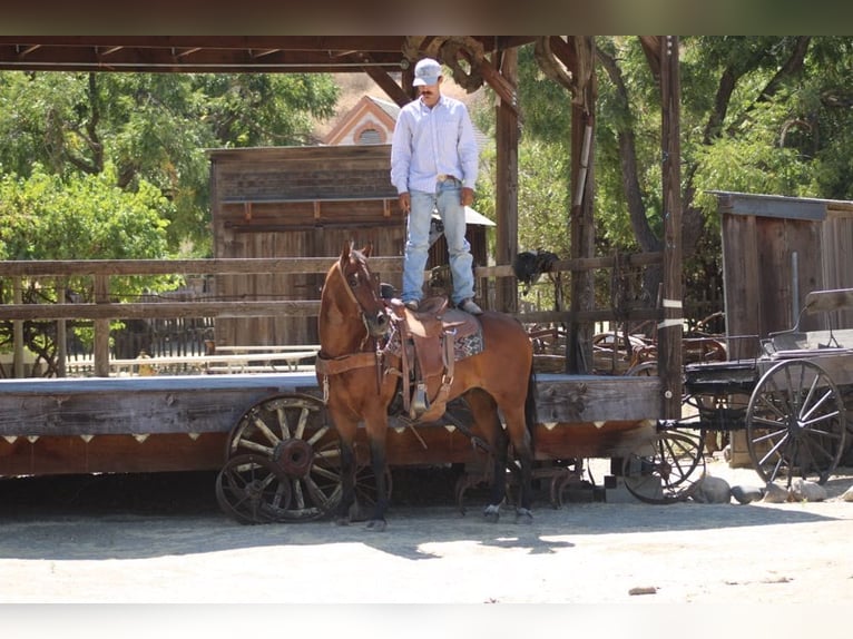 American Quarter Horse Castrone 11 Anni 152 cm Baio roano in Paicines CA