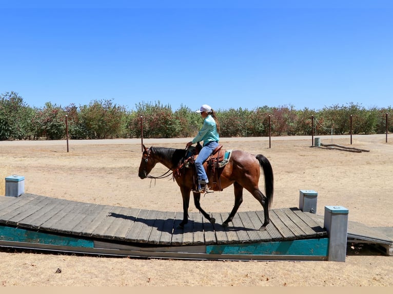 American Quarter Horse Castrone 11 Anni 152 cm Baio roano in Pleasant Grove CA