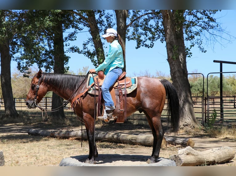 American Quarter Horse Castrone 11 Anni 152 cm Baio roano in Pleasant Grove CA