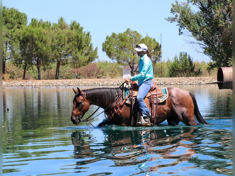 American Quarter Horse Castrone 11 Anni 152 cm Baio roano in Pleasant Grove CA