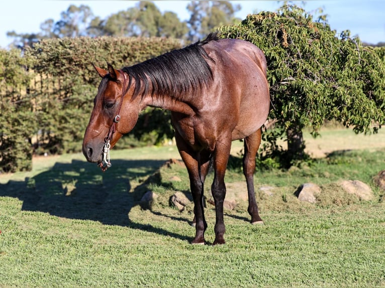 American Quarter Horse Castrone 11 Anni 152 cm Baio roano in Pleasant Grove CA