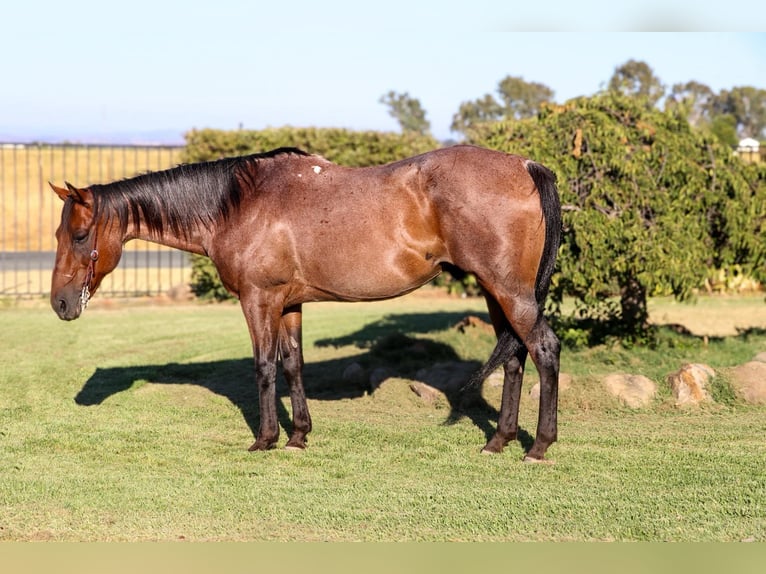 American Quarter Horse Castrone 11 Anni 152 cm Baio roano in Pleasant Grove CA