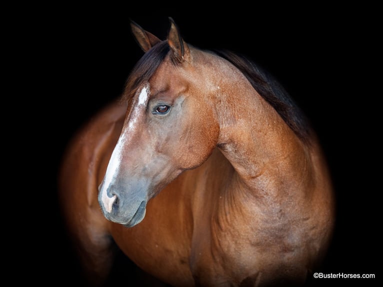 American Quarter Horse Castrone 11 Anni 152 cm Baio roano in Weatherford TX