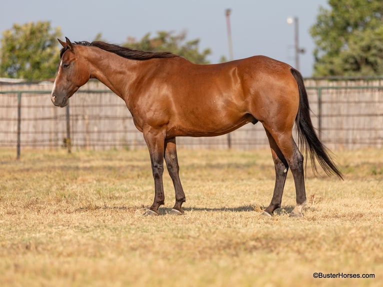 American Quarter Horse Castrone 11 Anni 152 cm Baio roano in Weatherford TX