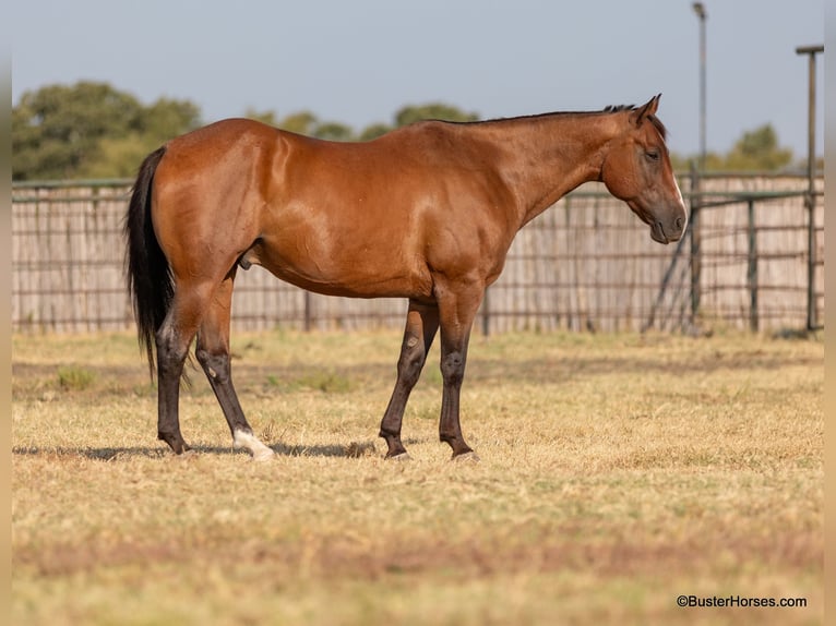 American Quarter Horse Castrone 11 Anni 152 cm Baio roano in Weatherford TX