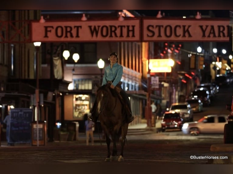 American Quarter Horse Castrone 11 Anni 152 cm Baio roano in Weatherford TX