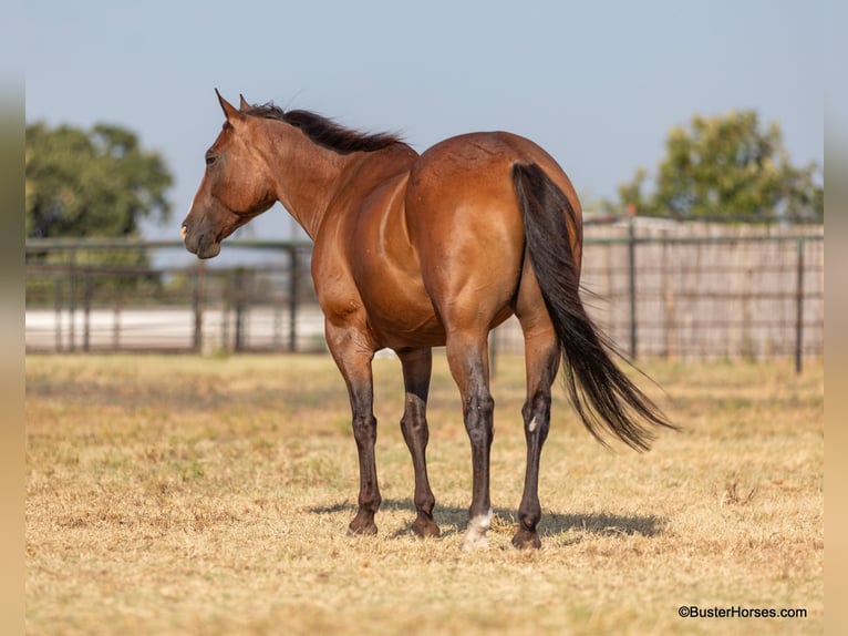 American Quarter Horse Castrone 11 Anni 152 cm Baio roano in Weatherford TX