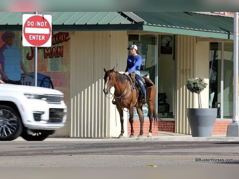 American Quarter Horse Castrone 11 Anni 152 cm Baio roano in Weatherford TX