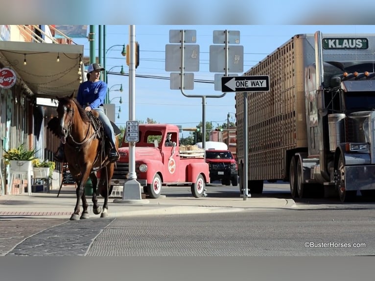 American Quarter Horse Castrone 11 Anni 152 cm Baio roano in Weatherford TX