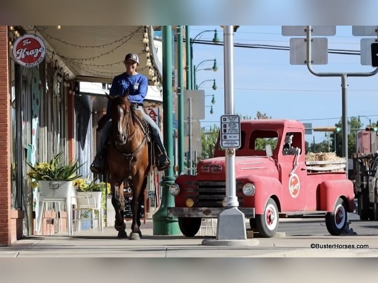 American Quarter Horse Castrone 11 Anni 152 cm Baio roano in Weatherford TX