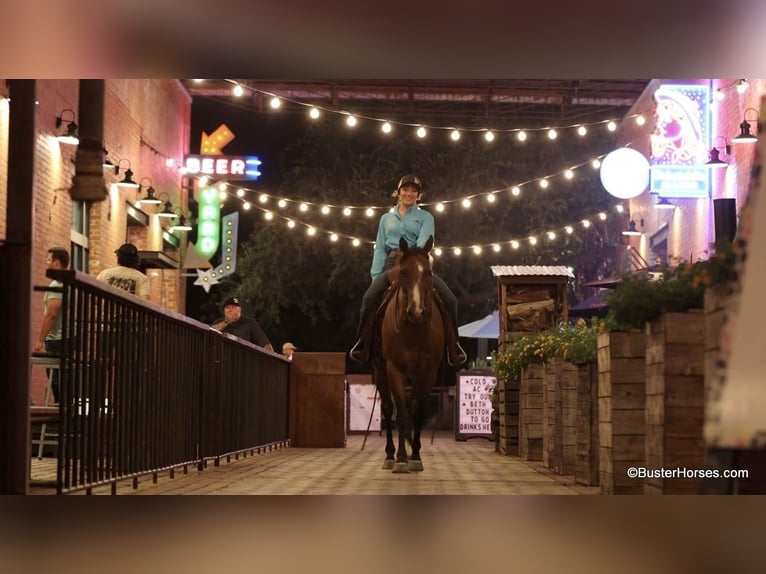 American Quarter Horse Castrone 11 Anni 152 cm Baio roano in Weatherford TX