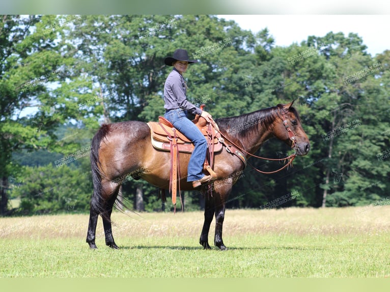 American Quarter Horse Castrone 11 Anni 152 cm Baio roano in Shippenville