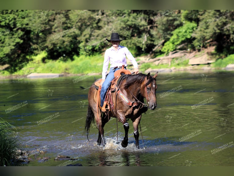 American Quarter Horse Castrone 11 Anni 152 cm Baio roano in Shippenville