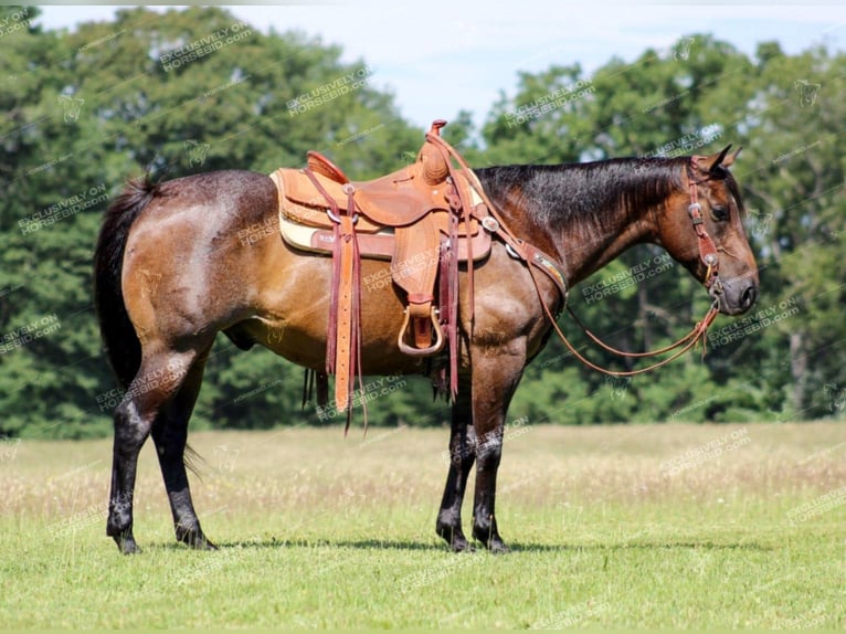 American Quarter Horse Castrone 11 Anni 152 cm Baio roano in Shippenville