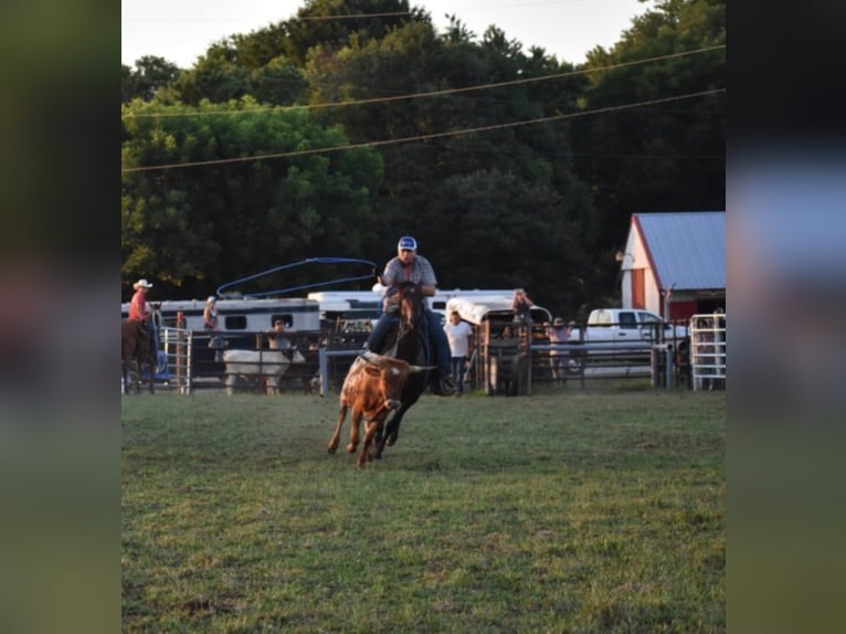 American Quarter Horse Castrone 11 Anni 152 cm Baio roano in Cleveland TN