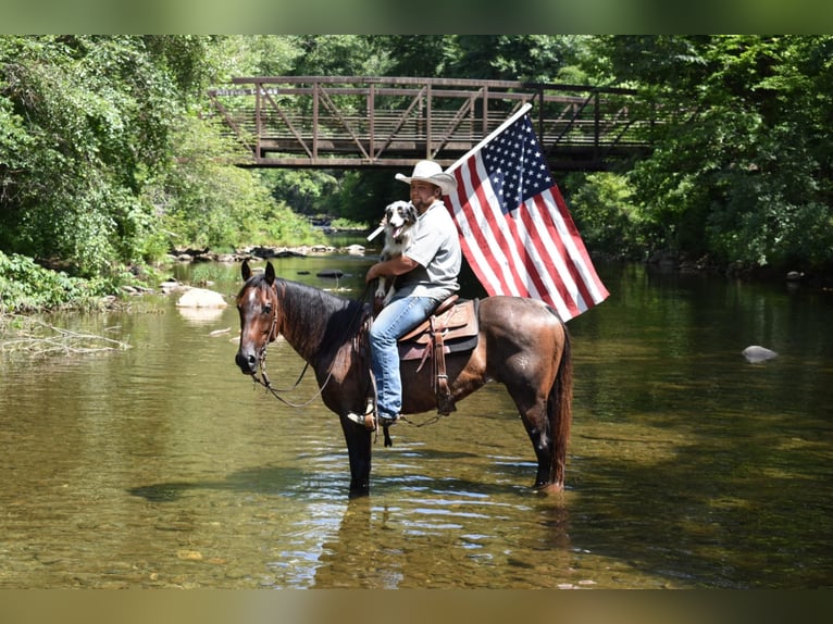 American Quarter Horse Castrone 11 Anni 152 cm Baio roano in Cleveland TN