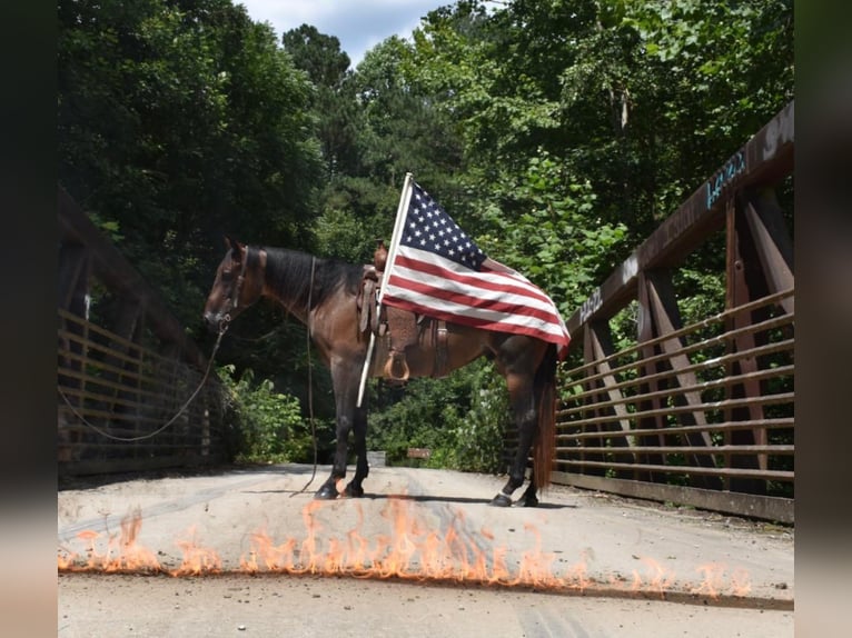 American Quarter Horse Castrone 11 Anni 152 cm Baio roano in Cleveland TN