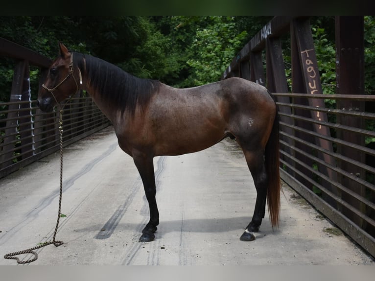 American Quarter Horse Castrone 11 Anni 152 cm Baio roano in Cleveland TN