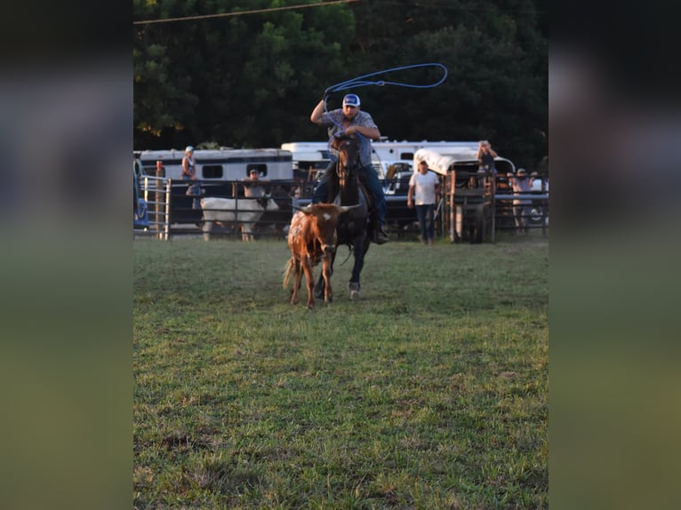 American Quarter Horse Castrone 11 Anni 152 cm Baio roano in Cleveland TN