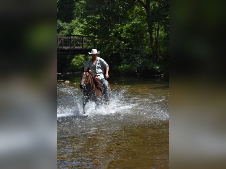 American Quarter Horse Castrone 11 Anni 152 cm Baio roano in Cleveland TN