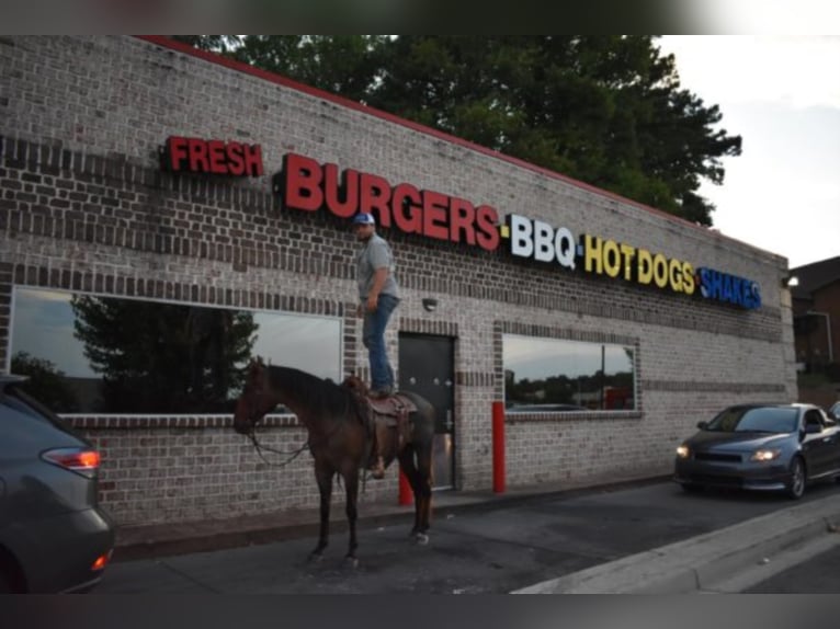 American Quarter Horse Castrone 11 Anni 152 cm Baio roano in Cleveland TN