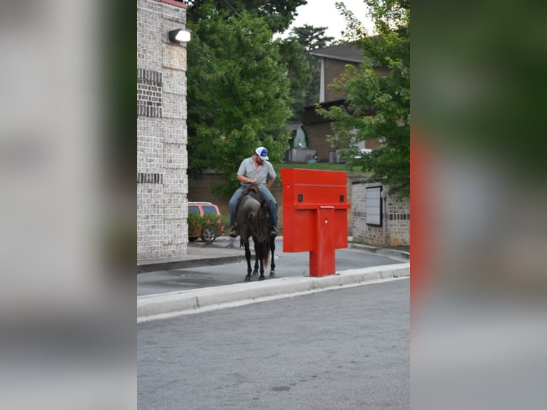 American Quarter Horse Castrone 11 Anni 152 cm Baio roano in Cleveland TN