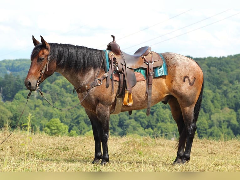 American Quarter Horse Mix Castrone 11 Anni 152 cm Baio roano in Clarion, PA