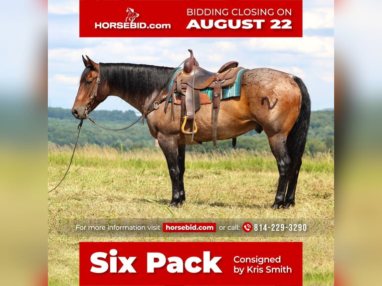 American Quarter Horse Mix Castrone 11 Anni 152 cm Baio roano in Clarion, PA