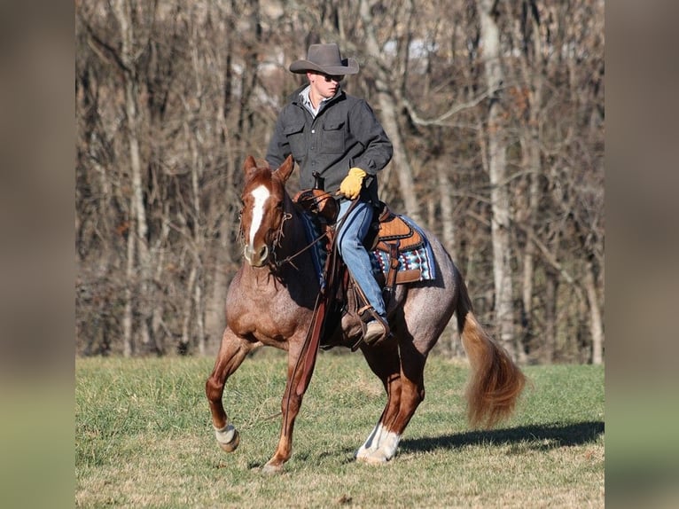 American Quarter Horse Castrone 11 Anni 152 cm Baio roano in Mount Vernon