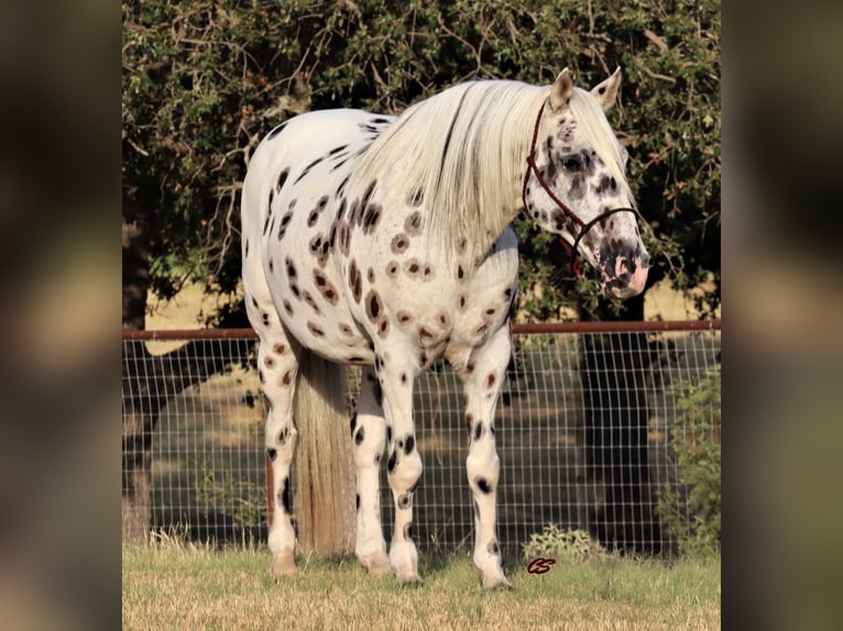 American Quarter Horse Castrone 11 Anni 152 cm Bianco in Jacksboro TX