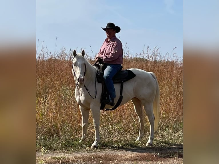 American Quarter Horse Castrone 11 Anni 152 cm Cremello in Lisbon IA