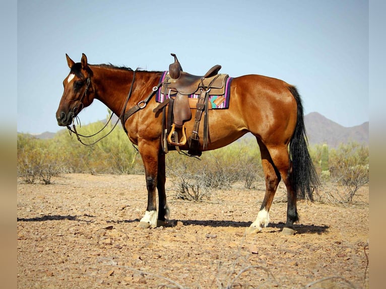 American Quarter Horse Castrone 11 Anni 152 cm Falbo in Marana AZ