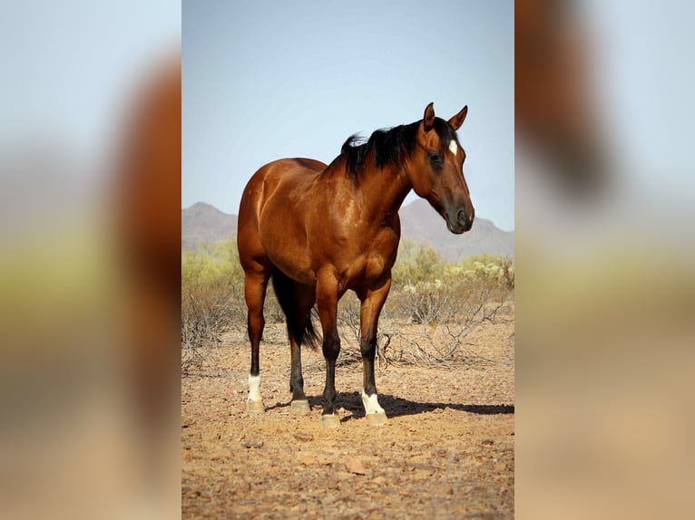 American Quarter Horse Castrone 11 Anni 152 cm Falbo in Marana AZ