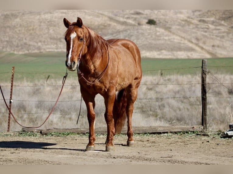 American Quarter Horse Castrone 11 Anni 152 cm Falbo in Paicines CA