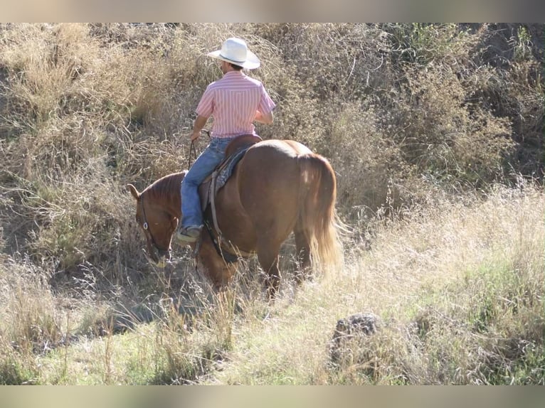American Quarter Horse Castrone 11 Anni 152 cm Falbo in Paicines CA