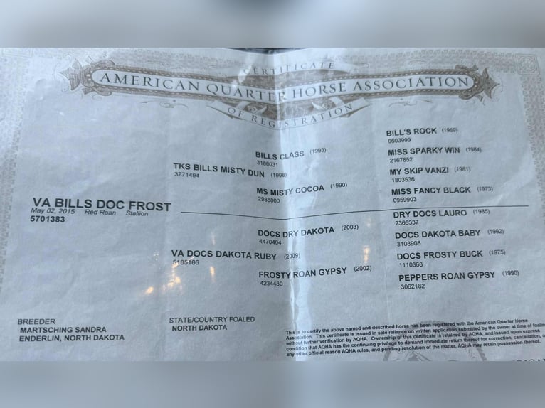 American Quarter Horse Castrone 11 Anni 152 cm Falbo in Paicines CA