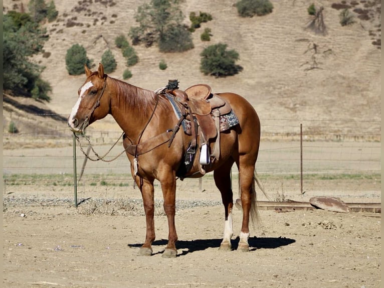 American Quarter Horse Castrone 11 Anni 152 cm Falbo in Paicines CA