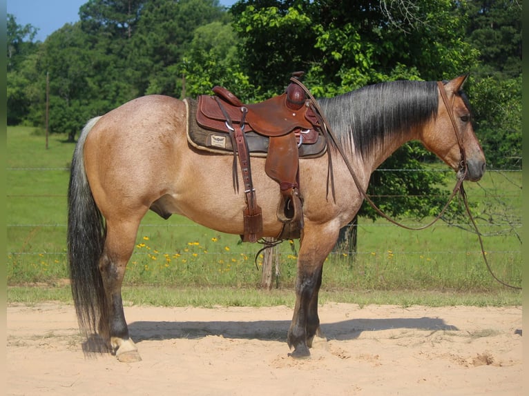 American Quarter Horse Castrone 11 Anni 152 cm Falbo in Rusk TX