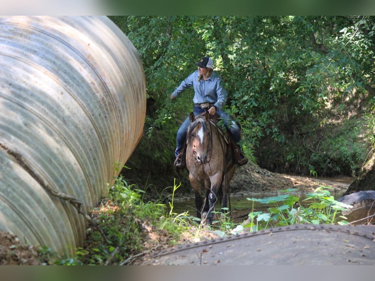 American Quarter Horse Castrone 11 Anni 152 cm Falbo in Rusk TX