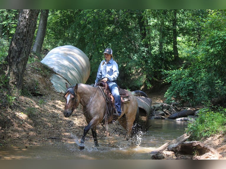 American Quarter Horse Castrone 11 Anni 152 cm Falbo in Rusk TX